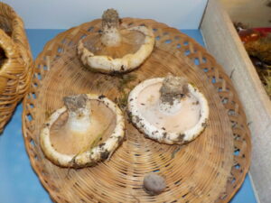 Réunion OGEC